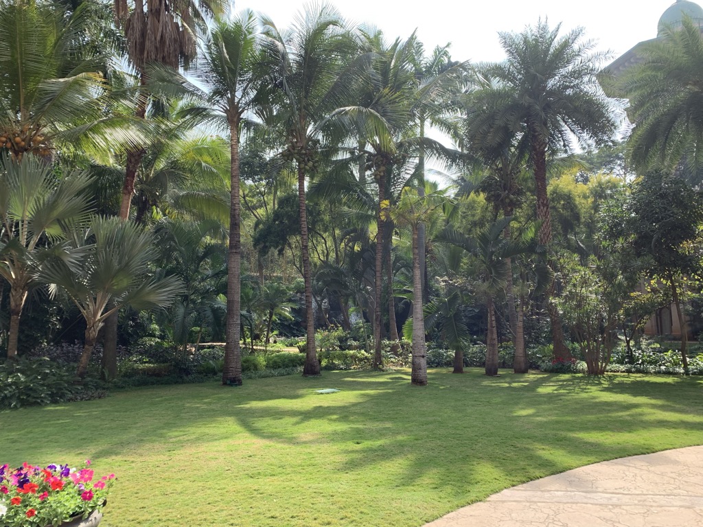 Sunlit gardens at The Leela Palace in Bengaluru on a hazy morning: a manicured lawn crossed by long palm shadows, a stand of tall coconut and fan palms heavy with fruit, dense tropical shrubs, a curving stone path at lower right, a pot of red and pink petunias in the corner, and the edge of a domed building visible through the fronds