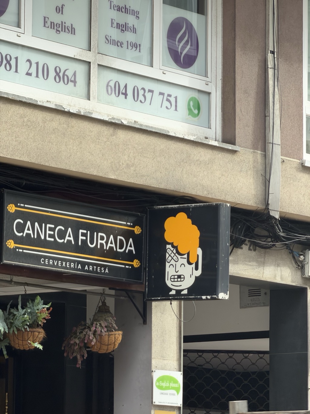 A shopfront sign photographed from street level against a grey concrete building. A black rectangular panel with yellow and white rules and small hop-cone motifs reads CANECA FURADA above CERVEXERÍA ARTESÁ. Beside it, a projecting black box sign carries a cartoon of a white beer mug with a face, gritted teeth and a plaster on its forehead, topped with a billowing orange head of foam. Two wire hanging baskets of ferns and trailing pink flowers hang from the awning below. On the floor above, frosted windows for a language school read Teaching English Since 1991 with a purple flame logo and the phone numbers 981 210 864 and 604 037 751 beside a green WhatsApp icon. A small white sign on the pillar below reads in English please! Bundled black cables run down the wall at the right.